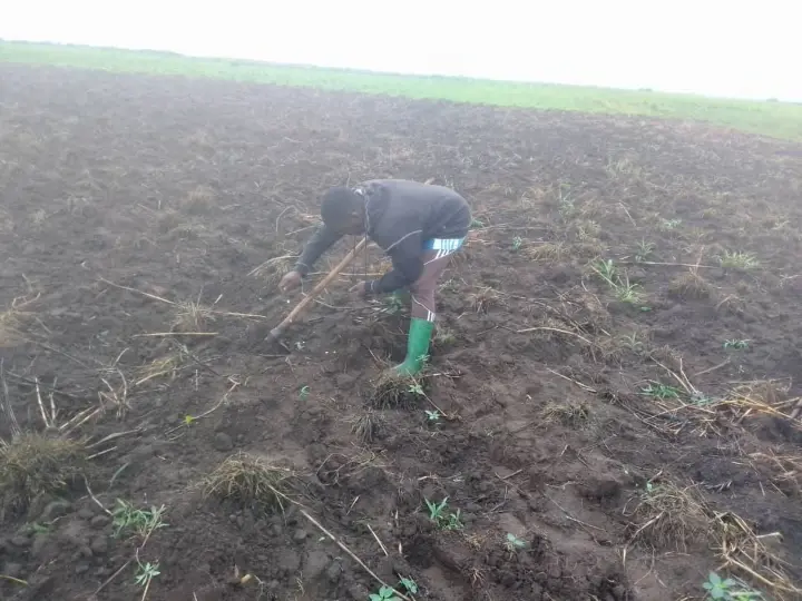 cultivé le terrain de WFL